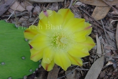 Opuntia stricta var. dillenii